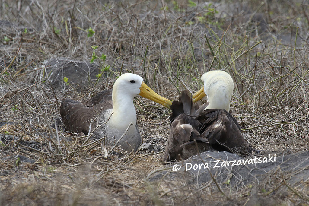 Waved Albatrossadult, Reproduction-nesting