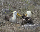 Albatros des Galapagos