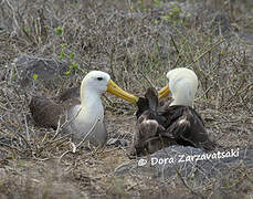 Waved Albatross