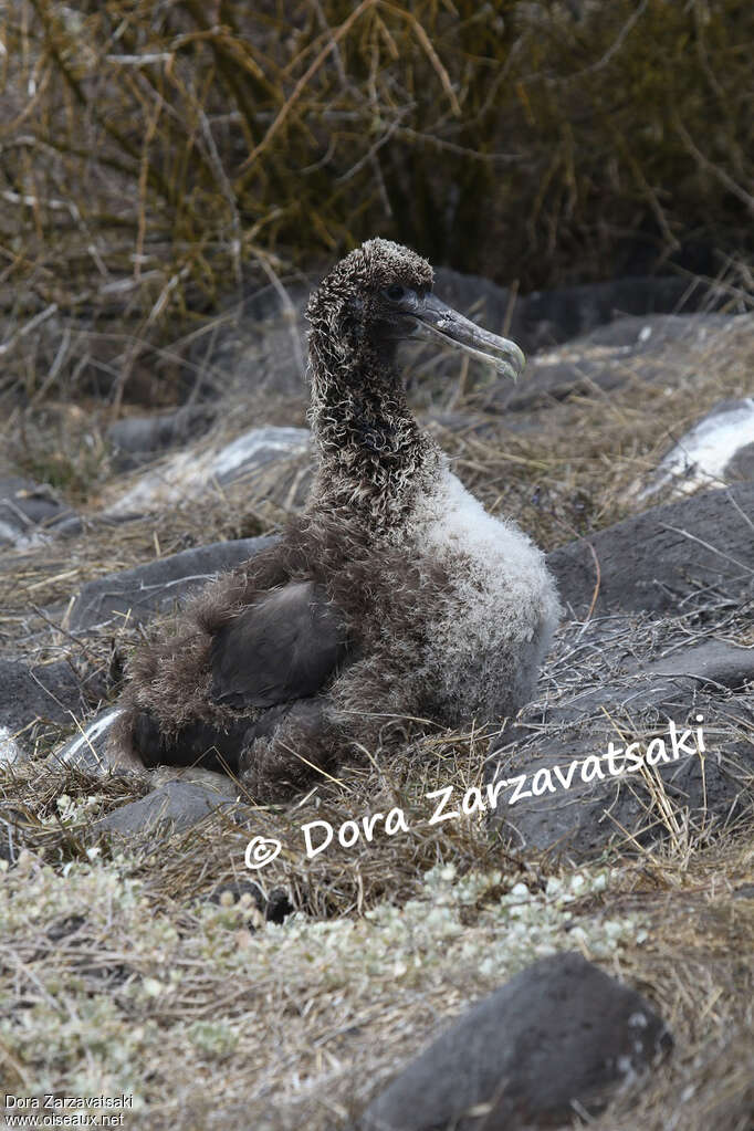 Albatros des GalapagosPoussin