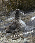 Albatros des Galapagos