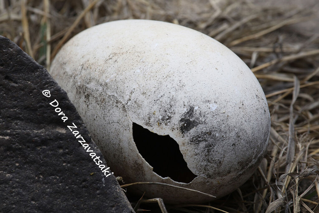 Waved Albatross, Reproduction-nesting