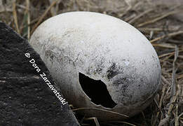 Waved Albatross