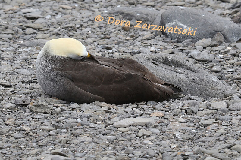 Albatros des Galapagos, identification