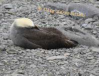 Albatros des Galapagos