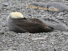 Waved Albatross