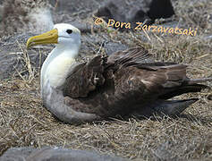 Waved Albatross