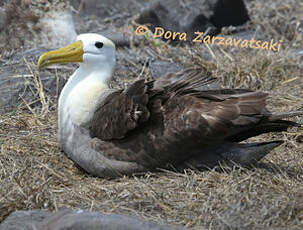 Albatros des Galapagos