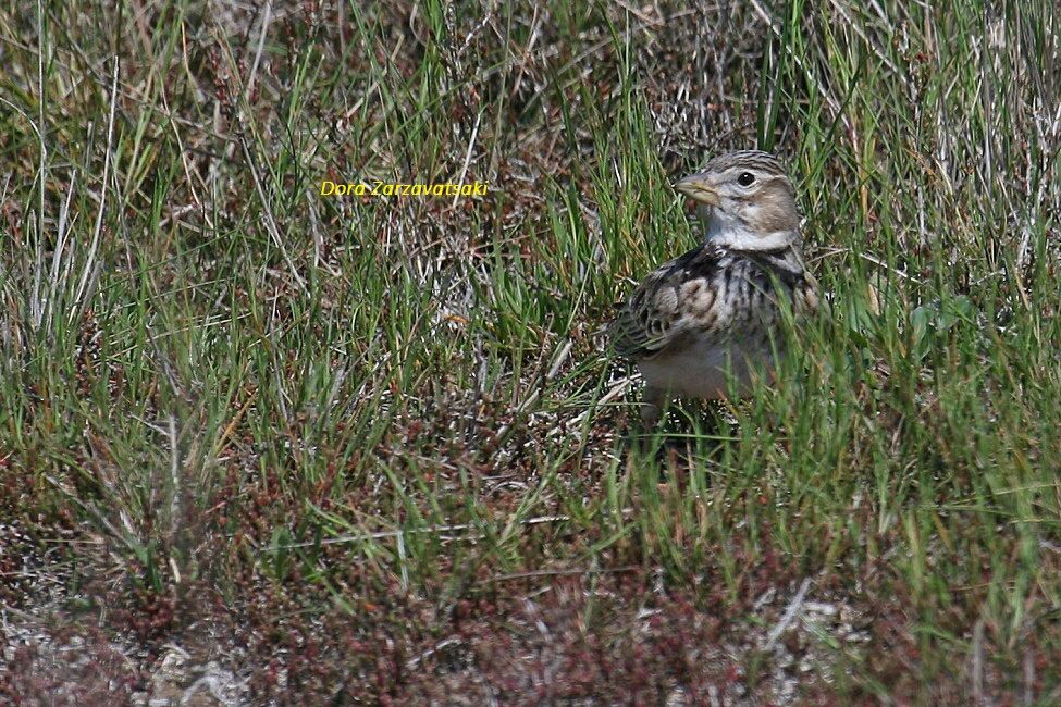 Calandra Lark