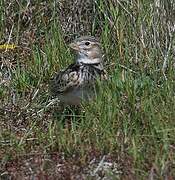 Calandra Lark