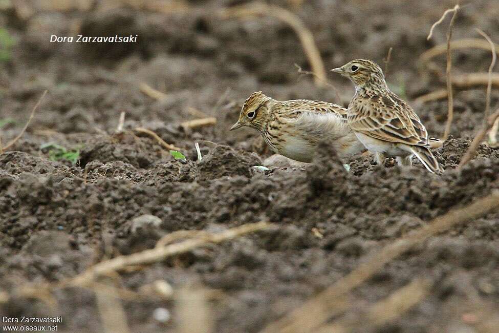 Eurasian Skylark, habitat, camouflage, pigmentation, fishing/hunting