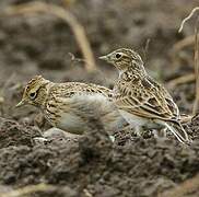 Eurasian Skylark