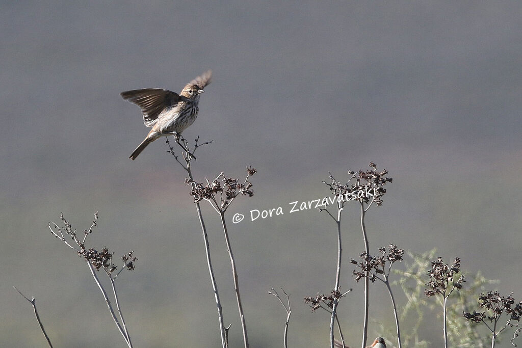 Alouette du Karrooadulte, identification