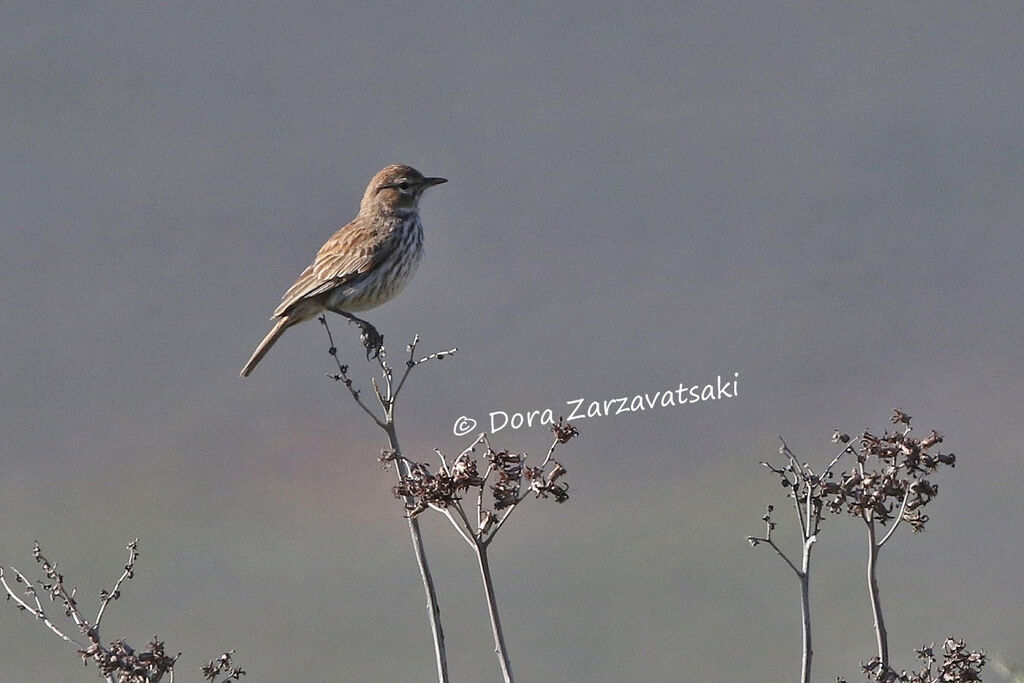 Karoo Larkadult, identification