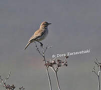 Karoo Lark