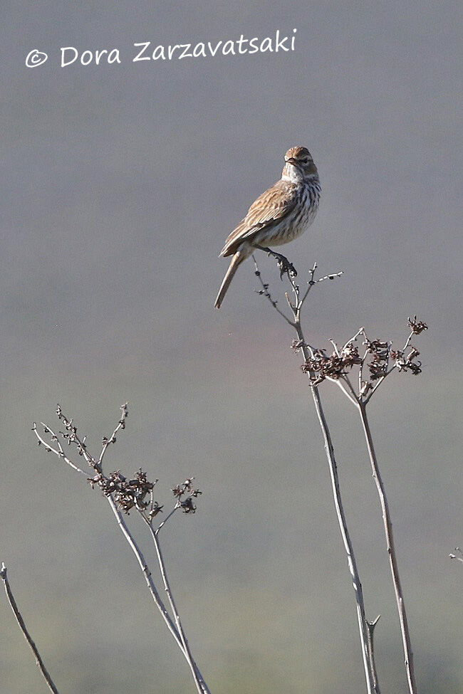 Karoo Larkadult, identification