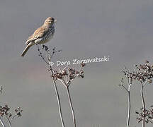 Karoo Lark