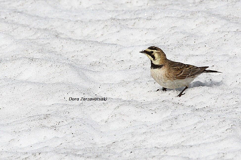 Horned Lark