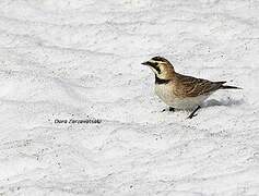 Horned Lark