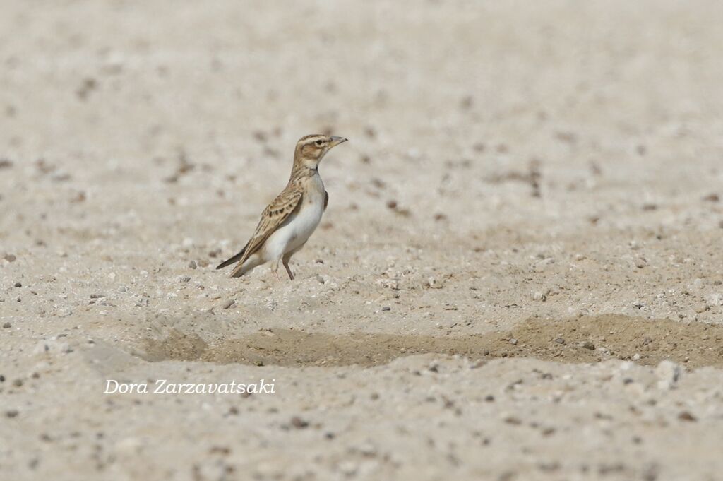 Alouette monticoleadulte, identification, composition