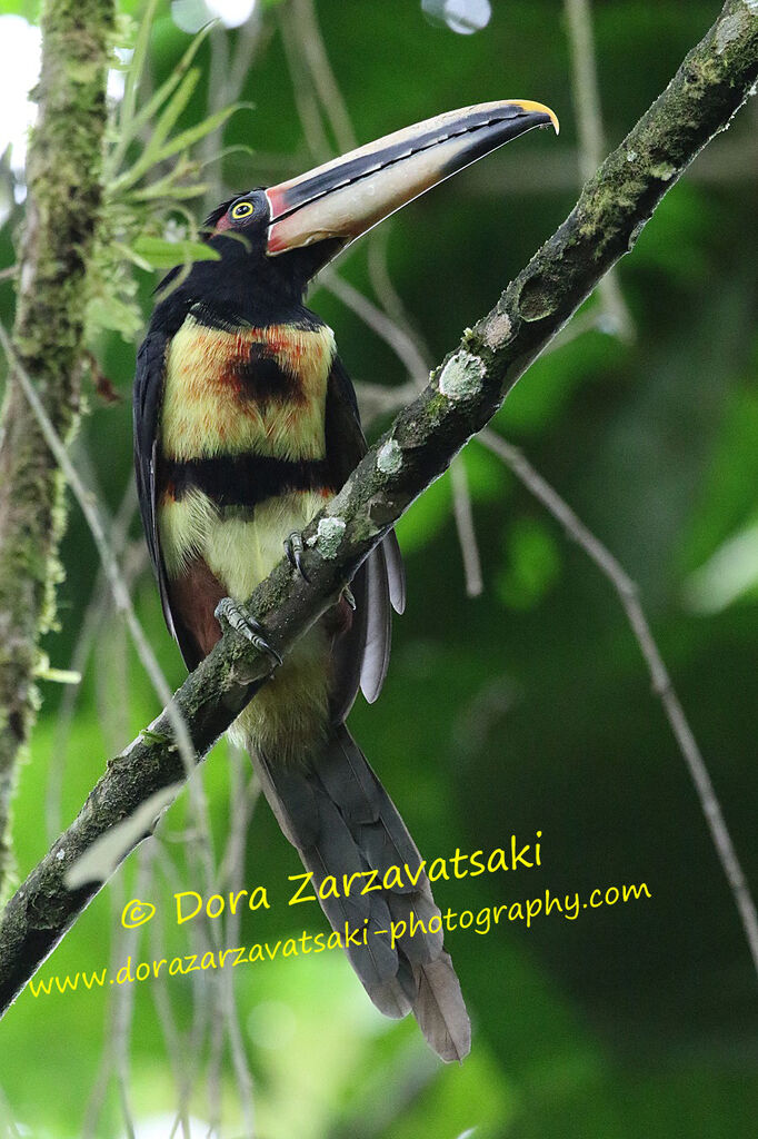 Pale-mandibled Aracariadult, identification