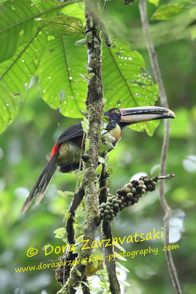 Araçari à bec clairadulte, identification, mange