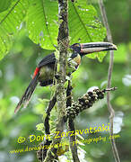 Pale-mandibled Aracari