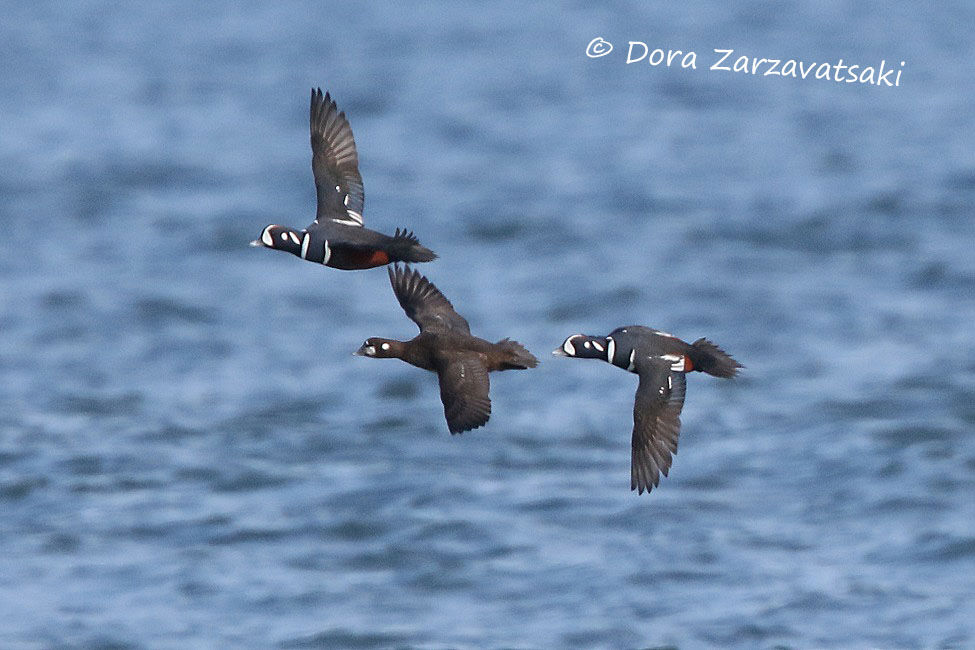 Harlequin Duck, Flight