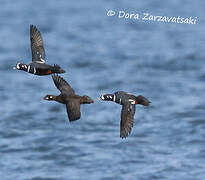 Harlequin Duck