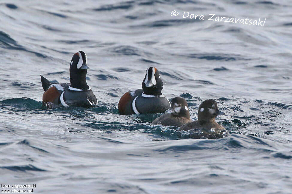 Harlequin Duckadult, habitat, pigmentation, swimming, courting display