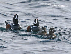 Harlequin Duck