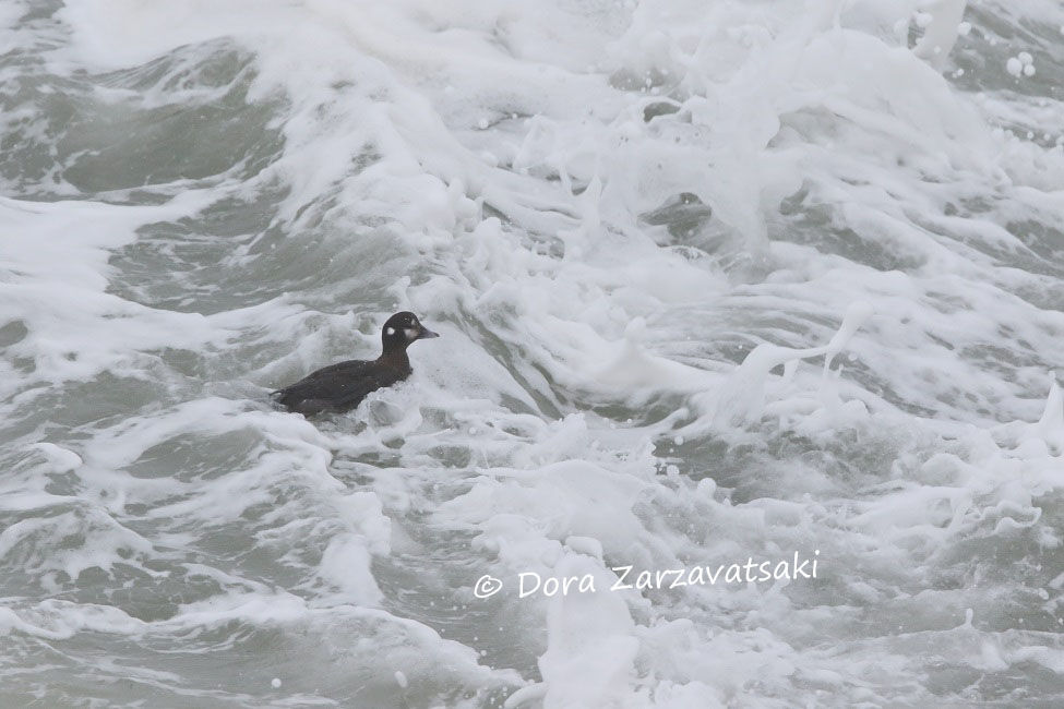 Harlequin Duck