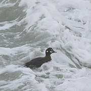 Harlequin Duck