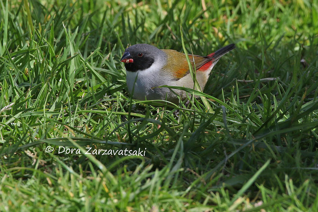 Swee Waxbill male adult, walking, eats