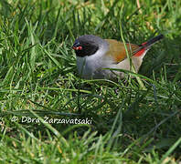 Swee Waxbill