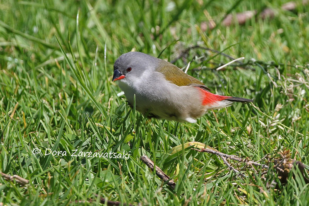 Swee Waxbill female adult, walking