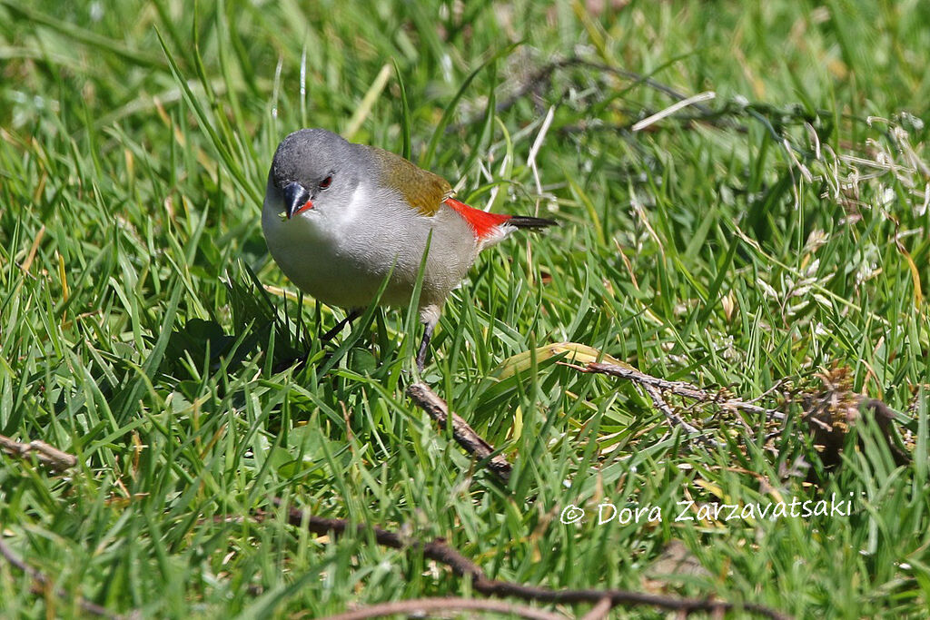 Swee Waxbill female adult, walking, eats