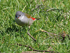 Swee Waxbill