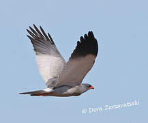 Pale Chanting Goshawk