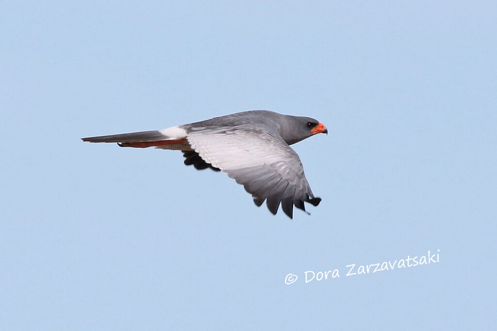 Pale Chanting Goshawkadult, Flight