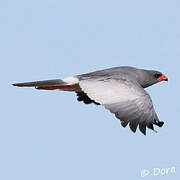 Pale Chanting Goshawk