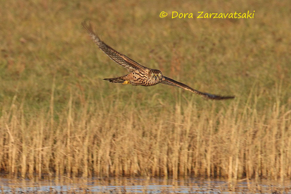 Eurasian Goshawk