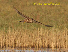 Northern Goshawk