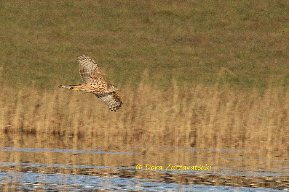 Northern Goshawk