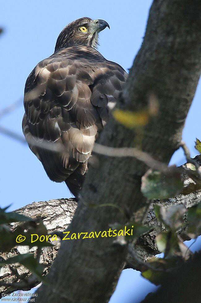 Crested Goshawkjuvenile, identification