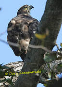 Crested Goshawk