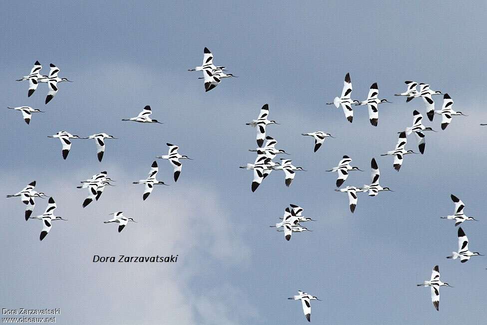 Avocette élégante, Vol