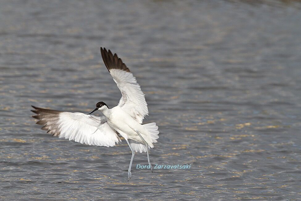 Avocette éléganteadulte, Vol