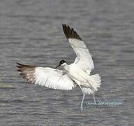 Pied Avocet