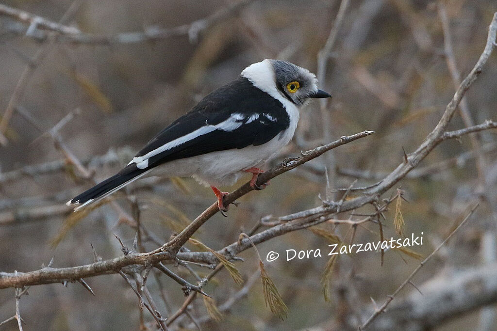 White-crested Helmetshrikeadult